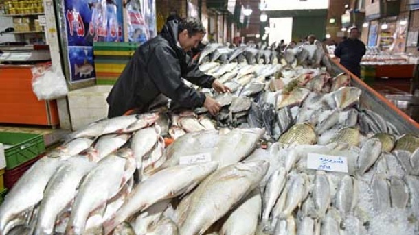 قیمت ماهی در بازار امروز چند؟