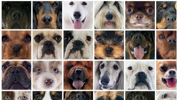 تبلیغات جدید شهرداری برای عدم نگهداری سگ + عکس