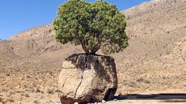 رشد عجیب ترین درخت جهان در استان فارس