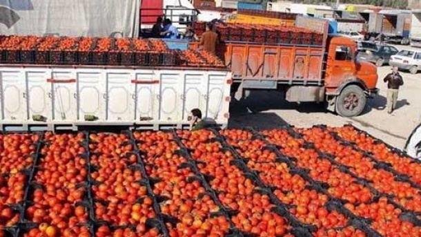 عرضه گوجه فرنگی برای تعادل در قیمت