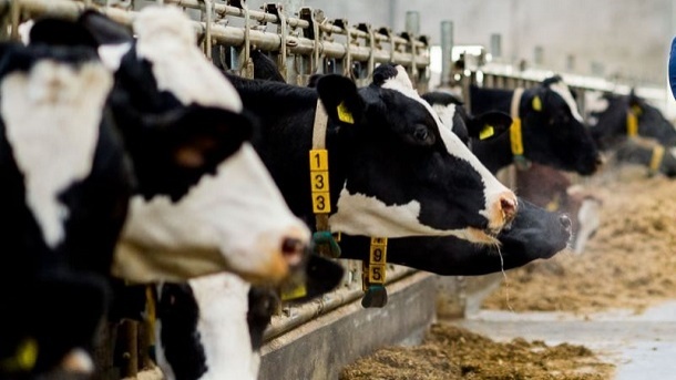 قیمت جدید دام زنده در کشور 1402/09/09