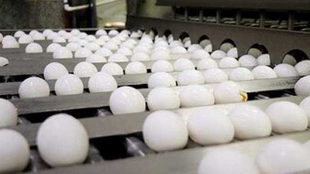 تخم مرغ محلی چند؟