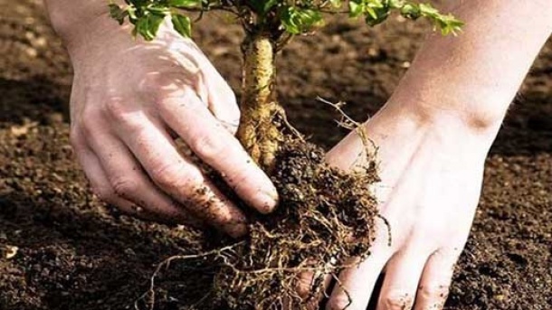 آغاز توزیع رایگان نهال در تهران