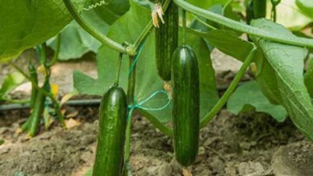 خیار هم به میوه های لاکچری پیوست !