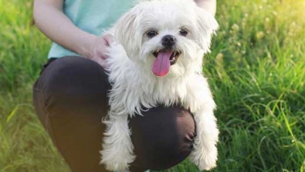 هزینه های سرسام آور نگه داری سگ