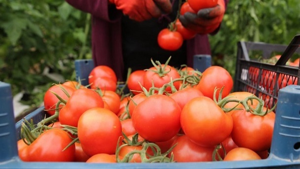 ریزش قیمت گوجه فرنگی در بازار