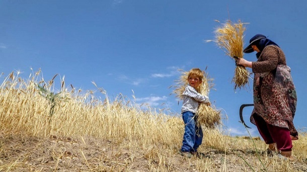 نرخ خرید تضمینی گندم تعیین شد