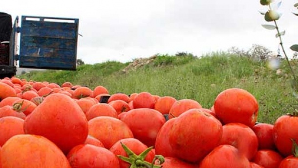 عوارض صادرات گوجه همچنان 55 درصد است