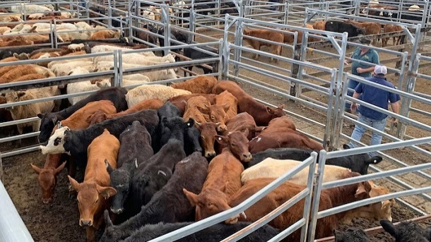 قیمت جدید دام زنده در سراسر کشور 1402/10/09