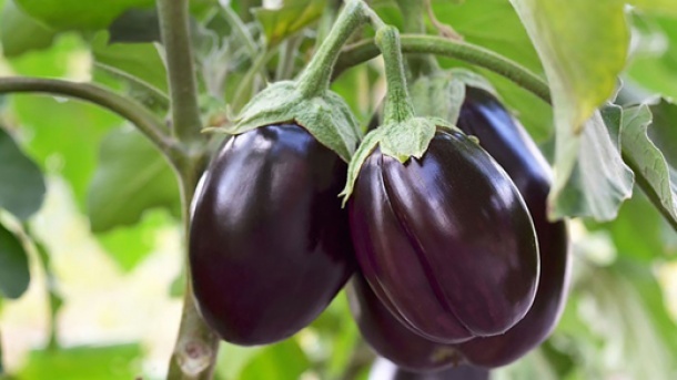 بادمجان بیش از 140 درصد گرانتر شد