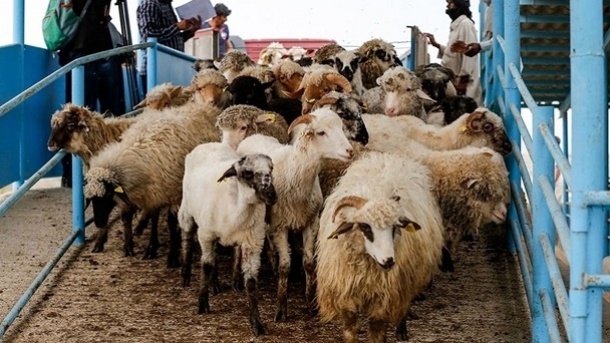 واردات بدون محدودیت دام زنده برای مرزنشینان