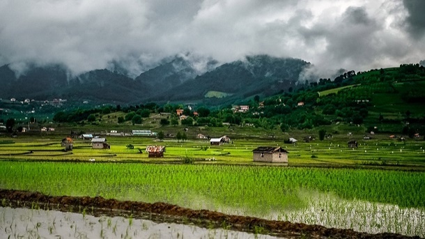سرانه مصرف برنج هر فرد ایرانی 35 کیلوگرم است
