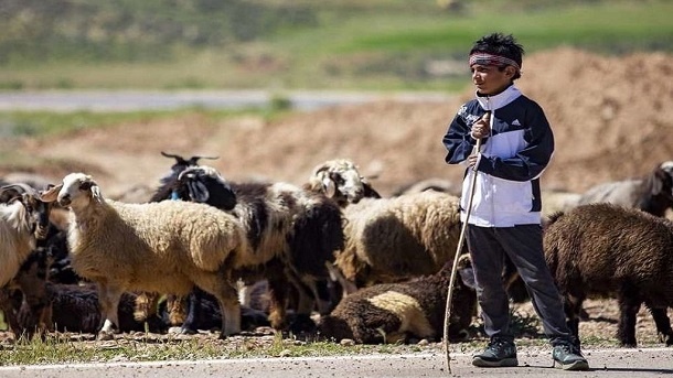 قیمت جدید دام زنده اعلام شد 1402/10/14