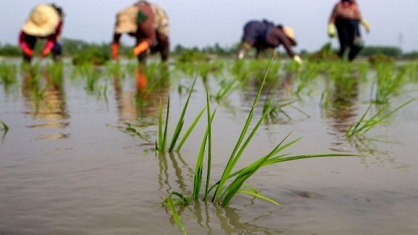 افزایش خوداتکایی کشاورزی با ورود ارقام جدید برنج
