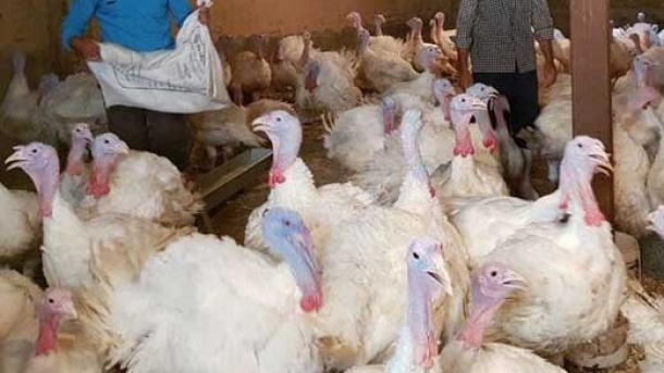 گوشت بوقلمون ارزان تر شد