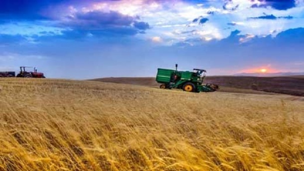 باز هم قیمت گندم مشخص نشد