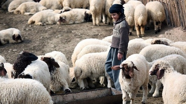 قیمت جدید دام زنده در کشور 1402/10/20