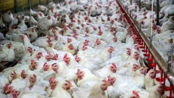 قیمت مرغ زنده کاهش یافت