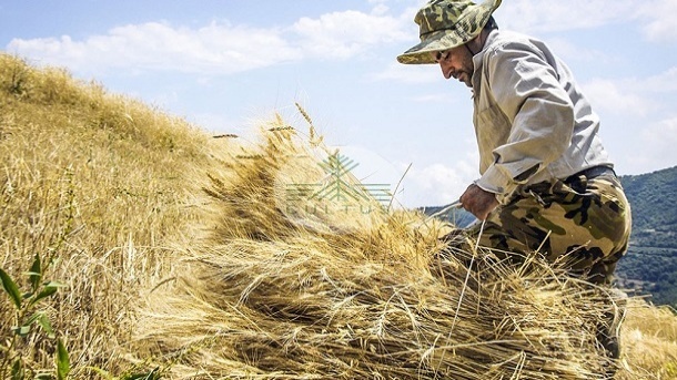 پایان عملیات کشت گندم