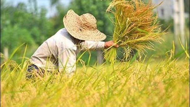 معافیت مالیاتی کشاورزان لغو شد