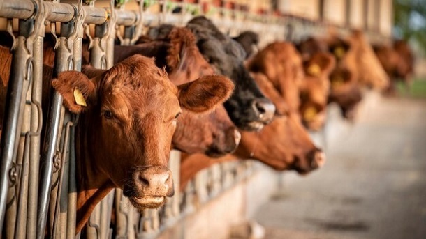 قیمت جدید دام زنده در سراسر کشور 1402/10/26