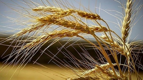 اعلام نرخ خرید تضمینی گندم همراه با شائبه قانونی