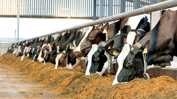 قیمت جدید دام زنده در کشور 1402/10/30