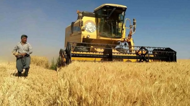 هوشمندی در تعیین نرخ خرید تضمینی گندم